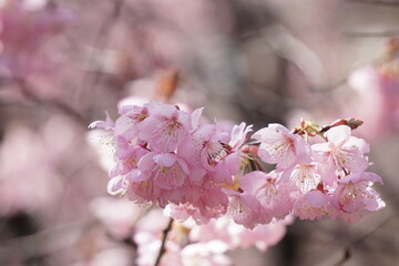 ハツミヨザクラ