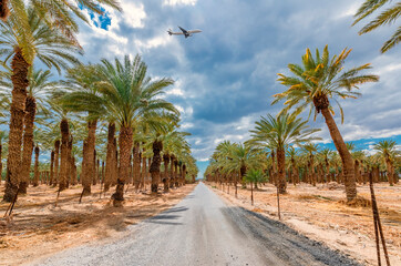 Fototapeta na wymiar Plantation of date palms intended for actually healthy food production. Dates agriculture is rapidly developing industry in desert areas of the Middle East