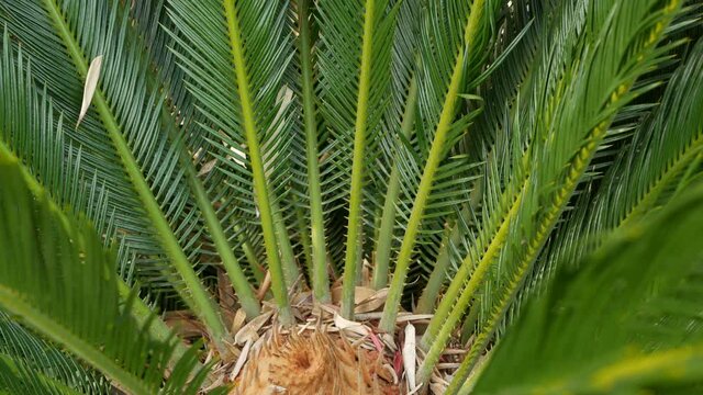 Cycad fern leaves in forest, California USA. Green fresh juicy natural botanical leafage. Encephalartos or zamiaceae dioon palm lush foliage. Tropical jungle rainforest woods atmosphere garden design.