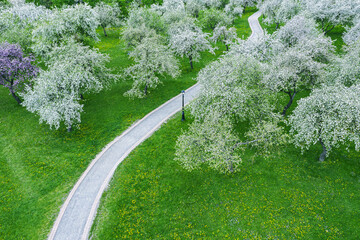 spring park landscape. aerial view of flowering fruit trees on green lawn in orchard.