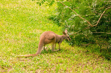 A kangaroo sits on the grass near the bushes.