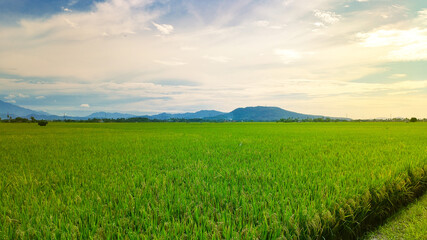 Rice field in local area of Indonesia