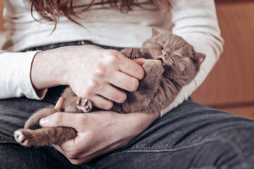 Fototapeta premium Britisch Kurzhaar Katze Kitten im Alltag süß und verspielt
