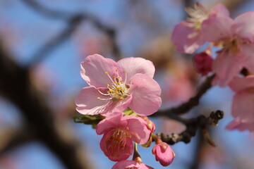 冬の公園に咲く寒桜のピンク色の花