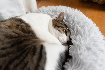 Fototapeta na wymiar 眠る猫　キジトラ猫