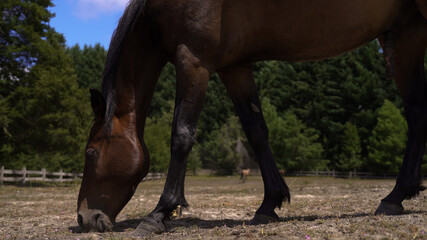 Obraz premium Closeup of cute brown horse eating grass in farm daylight