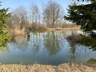 Gizlen pond (Gizlen Weiher) next to the natural protection zone Aargau Reuss river plain...