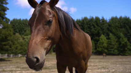 Brown cute beautiful horse head closeup with trees background