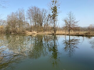 Gizlen pond (Gizlen Weiher) next to the natural protection zone Aargau Reuss river plain...