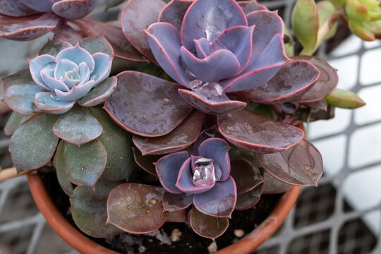 An assortment of dudleya succulents on the metal grill tables in a London, Canada greenhouse, March 2021.