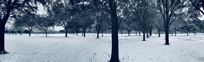 winter scenery nature morning beautiful sky birds ice snow 