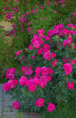 Beautiful climbing roses in spring in the garden