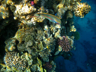 Naklejka na ściany i meble Tropical exotic fish thalassoma rueppellii underwater of Red sea