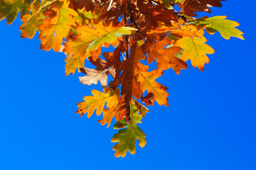 Yellow oak leaves against blue sky in the autumn forest