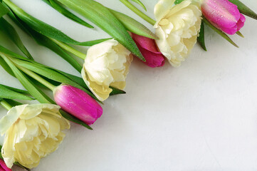 A few pink and terry light yellow tulips on a light background 
