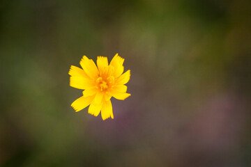 yellow flower