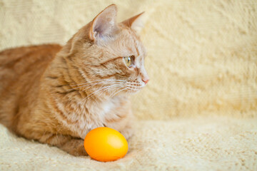 Fototapeta na wymiar funny fat ginger cat holding orange painted eggs for easter. High quality photo