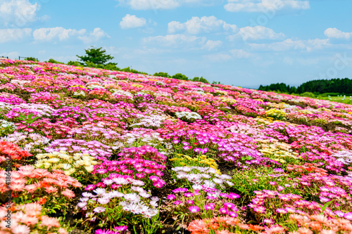リビングストンデージー花 植物 春 新緑 初夏 香る風景 日本 九州 大分県 撮影地 くじゅう花公園年新緑 Livingstone Daisy Flowers And Plants Spring Fresh Green Early Summer Fragrant Scenery Japan Kyushu Oita Prefecture Kuju Wall リビングストンデージー花 植物 春 新緑 初夏 香る風景 日本 九州 大分県 撮影地 くじゅう花公園年新緑 Livingstone Daisy Flowers And Plants Spring Fresh Green Early Summer Fragrant Scenery Japan Kyushu Oita Prefecture Kuju Wall
