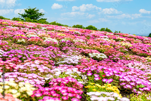 リビングストンデージー花 植物 春 新緑 初夏 香る風景 日本 九州 大分県 撮影地 くじゅう花公園年新緑 Livingstone Daisy Flowers And Plants Spring Fresh Green Early Summer Fragrant Scenery Japan Kyushu Oita Prefecture Kuju Wall