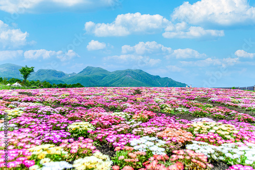 くじゅう連山を背景にリビングストンデージー花 植物 春 新緑 初夏 香る風景 日本 九州 大分県 撮影地 くじゅう花公園年新緑 Japan Kyushu Oita Prefecture Location Kuju Flower Park Fresh Green Wall Mural Korokichikun