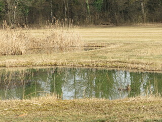 Die Altwasser im Rottenschwiler Moos and in the natural protection zone Aargau Reuss river plain...