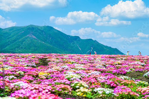 くじゅう連山を背景にリビングストンデージー花 植物 春 新緑 初夏 香る風景 日本 九州 大分県 撮影地 くじゅう花公園年新緑 Japan Kyushu Oita Prefecture Location Kuju Flower Park Fresh Green Wall Mural Korokichikun くじゅう連山を背景にリビングストンデージー花 植物 春 新緑 初夏 香る風景 日本 九州 大分県 撮影地 くじゅう花公園年新緑 Japan Kyushu Oita Prefecture Location Kuju Flower Park Fresh Green Wall Mural Korokichikun