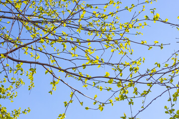 Young green leaves on a tree branch on a spring sunny day against a background of blue sky. The birch is blooming