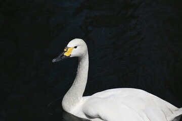オオハクチョウ