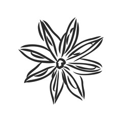 Vector line drawing handmade star anise isolated on white background. sketches of spices