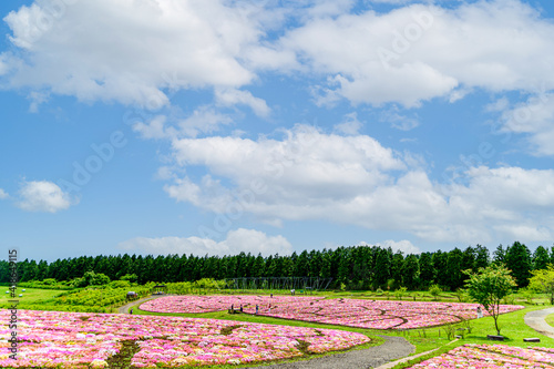 くじゅう連山を背景にリビングストンデージー花 植物 春 新緑 初夏 香る風景 日本 九州 大分県 撮影地 くじゅう花公園年新緑 Japan Kyushu Oita Prefecture Location Kuju Flower Park Fresh Green Wall Mural Korokichikun くじゅう連山を背景にリビングストンデージー花 植物 春 新緑 初夏 香る風景 日本 九州 大分県 撮影地 くじゅう花公園年新緑 Japan Kyushu Oita Prefecture Location Kuju Flower Park Fresh Green Wall Mural Korokichikun