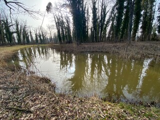 Die Altwasser im Rottenschwiler Moos and in the natural protection zone Aargau Reuss river plain...