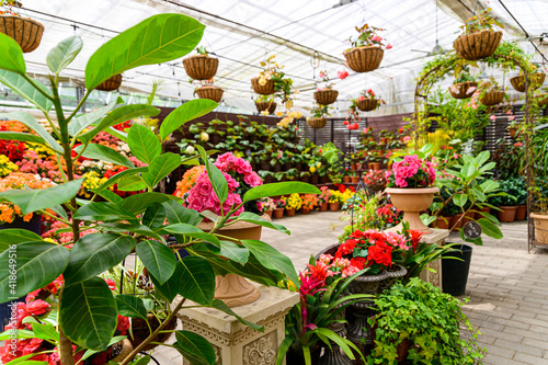 バラの花 植物 グリーンハウス 春 新緑 初夏 香る風景 日本 九州 大分県 撮影地 くじゅう花公園年新緑 Rose Flowers Plants Green House Spring Fresh Green Early Summer Fragrant Scenery Japan Kyushu Oita Prefecture Location Kuju