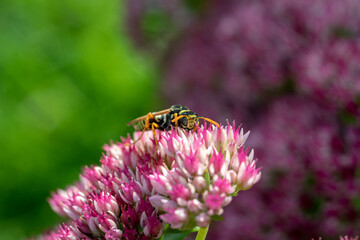 Wasp eating nectar from a pink spirea flower close-up