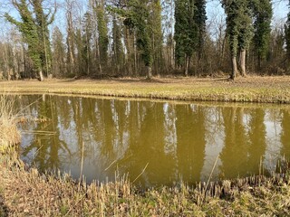 Die Altwasser im Rottenschwiler Moos and in the natural protection zone Aargau Reuss river plain...