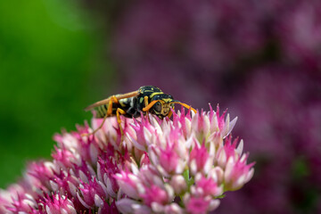 Wasp eating nectar from a pink spirea flower close-up