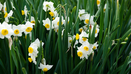 Fototapeta premium white and yellow daffodils