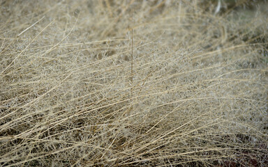 dry grass