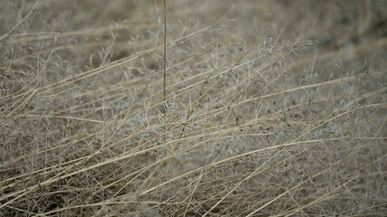 grass in a field
