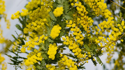 yellow flowers in spring