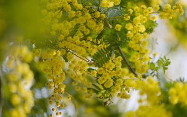 yellow flowers in spring