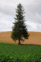 Obraz premium 北海道の美しい自然