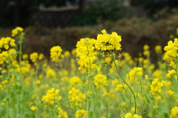 菜の花