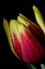 tulipan z kroplami