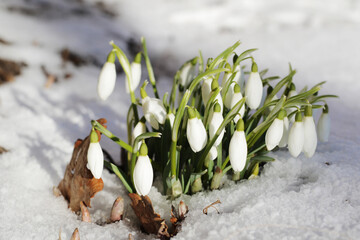 first spring flowers, snowdrops in the snow