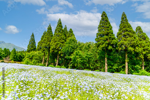 うららかな春の季節 くじゅう連山を背景にネモフィラ花畑風景 日本 九州 大分県 くじゅう花公園年新緑 Bright Spring Season Nemophila Flower Field Landscape With The Kuju Mountain Range In The Background Japan Kyushu Oita Prefecture Kuju Wall