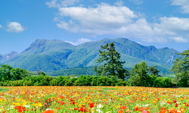 5 9 件の最適な ポピーの花畑 画像 ストック写真 ベクター Adobe Stock