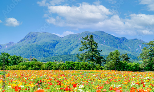 うららかな春の季節 くじゅう連山を背景にポピー花畑風景 日本 九州 大分県 くじゅう花公園年新緑 Bright Spring Season Poppy Flower Garden Landscape Against The Backdrop Of The Kuju Mountain Range Japan Kyushu Oita Prefecture Kuju Wall Mural