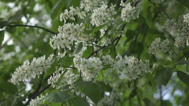 blossoming bird-cherry tree bunch with white flowers and green leaves in a sunny spring day