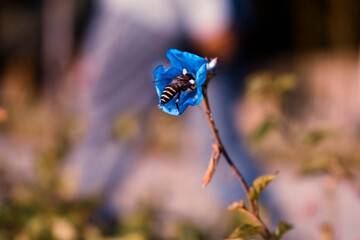 Blue colored morning glory flower with bee