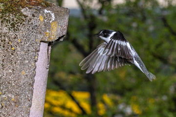 Halsbandschnäpper (Ficedula albicollis) Männchen